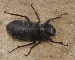 Asida zoraida