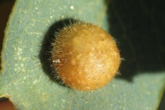 Xanthoteras eburneum