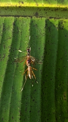 Micropezidae