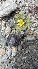 Ranunculus royi