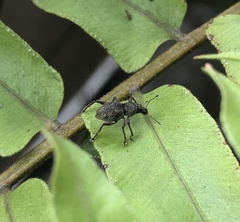 Metapocyrtus adspersus