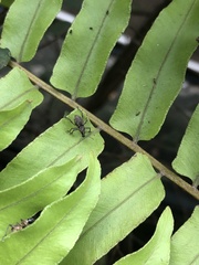 Metapocyrtus adspersus