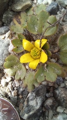 Ranunculus royi