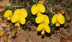 Gompholobium polymorphum