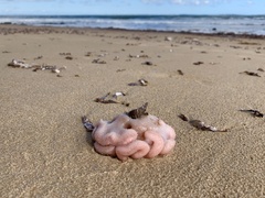 Sycozoa cerebriformis