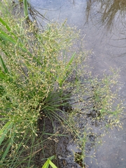 Fimbristylis bisumbellata