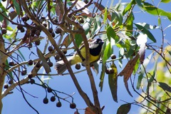 Falcunculus frontatus