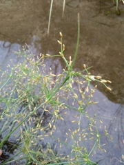 Fimbristylis bisumbellata