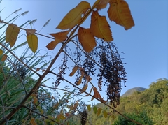 Rhus chinensis