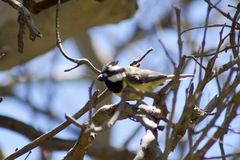 Falcunculus frontatus