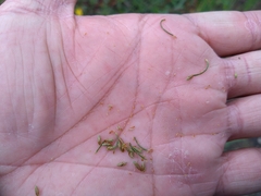Fimbristylis bisumbellata