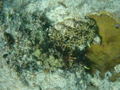 Tridacna noae