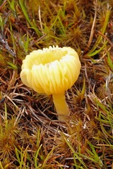 Lichenomphalia