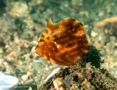 Brachaluteres jacksonianus