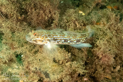 Istigobius hoesei