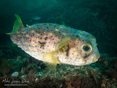 Dicotylichthys punctulatus