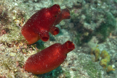 Halocynthia papillosa