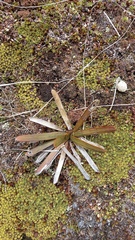 Aciphylla kirkii