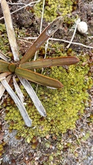 Aciphylla kirkii