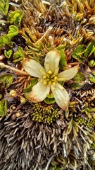 Caltha obtusa