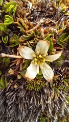 Caltha obtusa