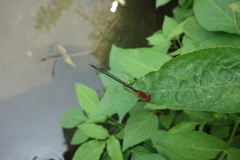 Pseudagrion pilidorsum