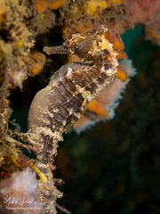 Hippocampus whitei