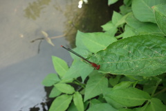 Pseudagrion pilidorsum