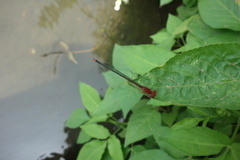 Pseudagrion pilidorsum
