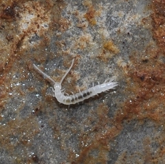 Scutigerellidae