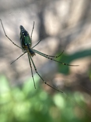 Leucauge decorata