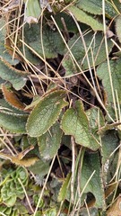 Brachyglottis
