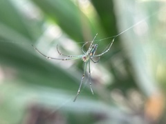 Leucauge decorata