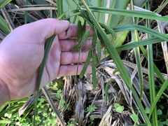 Carex geminata
