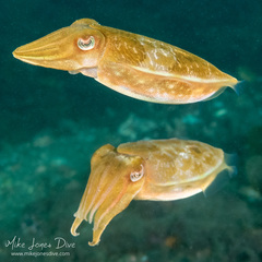 Sepia plangon