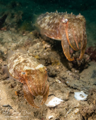 Sepia plangon