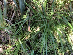 Carex geminata