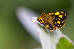 Metisella metis