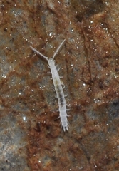 Scutigerellidae
