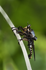 Blepharotes splendidissimus