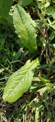 Urospermum picroides