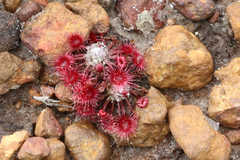 Drosera pygmaea