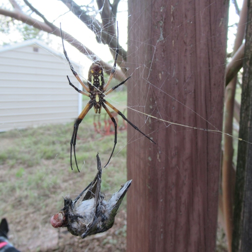 Yellow Garden Spider, 5365 CR 326, Lexington, Lee County, TX, USA, photo 6 of 10