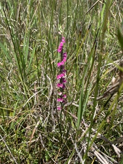 Spiranthes australis
