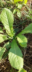 Urospermum picroides