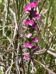 Spiranthes australis