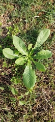 Urospermum picroides