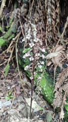 Gastrodia cunninghamii