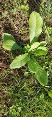 Urospermum picroides