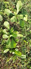 Urospermum picroides